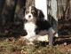 Cavalier King Charles Spaniel Puppies for sale in Elliottville, KY 40317, USA. price: NA