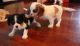 Cavalier King Charles Spaniel Puppies for sale in Farmingdale, ME 04344, USA. price: $600