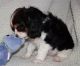 Cavalier King Charles Spaniel Puppies for sale in Eastpointe, MI 48021, USA. price: NA