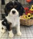 Cavalier King Charles Spaniel Puppies for sale in Albuquerque, NM, USA. price: NA