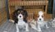 Cavalier King Charles Spaniel Puppies for sale in Manilla, IN 46150, USA. price: NA