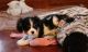 Cavalier King Charles Spaniel Puppies for sale in Birmingham, AL, USA. price: $500