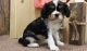 Cavalier King Charles Spaniel Puppies for sale in Charleston, WV 25356, USA. price: NA