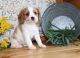 Cavalier King Charles Spaniel Puppies for sale in Phoenix, AZ, USA. price: $600
