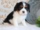 Cavalier King Charles Spaniel Puppies for sale in Scottsdale Dr, Richardson, TX 75080, USA. price: NA