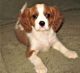 Cavalier King Charles Spaniel Puppies for sale in Huntsville, AL, USA. price: $500