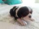 Cavalier King Charles Spaniel Puppies for sale in Waxahachie, TX, USA. price: NA