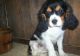 Cavalier King Charles Spaniel Puppies for sale in Cleveland, OH, USA. price: NA
