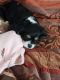 Cavalier King Charles Spaniel Puppies for sale in Sacramento, CA, USA. price: $500