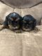 Cavalier King Charles Spaniel Puppies for sale in Davenport, IA, USA. price: NA