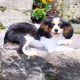 Cavalier King Charles Spaniel Puppies for sale in North Canton, OH, USA. price: $899