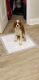 Cavalier King Charles Spaniel Puppies for sale in Bethesda, MD, USA. price: $550