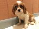 Cavalier King Charles Spaniel Puppies for sale in Cynthiana, KY 41031, USA. price: NA