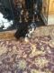 Cavalier King Charles Spaniel Puppies for sale in Cloudcroft, NM 88317, USA. price: NA