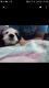 Cavalier King Charles Spaniel Puppies for sale in 41-19 Denman St, Flushing, NY 11373, USA. price: NA