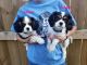 Cavalier King Charles Spaniel Puppies for sale in Stuarts Draft, VA, USA. price: $1,850