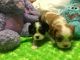 Cavalier King Charles Spaniel Puppies for sale in Bartow, FL, USA. price: NA