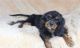 Cavalier King Charles Spaniel Puppies for sale in Homeland, CA, USA. price: $800