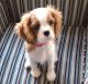 Cavalier King Charles Spaniel Puppies for sale in FL-434, Wekiwa Springs, FL, USA. price: NA