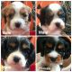 Cavalier King Charles Spaniel Puppies for sale in Gig Harbor, WA, USA. price: NA