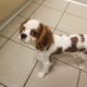 Cavalier King Charles Spaniel Puppies for sale in Waterford Twp, MI, USA. price: NA