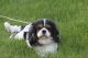 Cavalier King Charles Spaniel Puppies for sale in Plain City, OH 43064, USA. price: NA