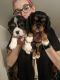 Cavalier King Charles Spaniel Puppies for sale in Dewitt, MI 48820, USA. price: NA