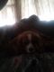 Cavalier King Charles Spaniel Puppies for sale in Cooperstown, NY 13326, USA. price: $600