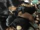 Cavalier King Charles Spaniel Puppies for sale in Berwick, PA, USA. price: NA