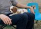 Cavalier King Charles Spaniel Puppies for sale in Mesa, AZ 85207, USA. price: NA