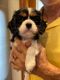 Cavalier King Charles Spaniel Puppies for sale in Ormond Beach, FL, USA. price: NA