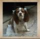 Cavalier King Charles Spaniel Puppies for sale in Clarksville, TN 37040, USA. price: $900