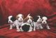Cavalier King Charles Spaniel Puppies for sale in Nampa, ID, USA. price: $1,500