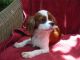 Cavalier King Charles Spaniel Puppies for sale in Sacramento, CA, USA. price: $800