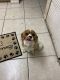 Cavalier King Charles Spaniel Puppies for sale in North Miami Beach, FL 33169, USA. price: NA