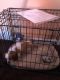 Cavalier King Charles Spaniel Puppies for sale in Philadelphia County, Philadelphia, PA, USA. price: $500