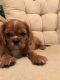 Cavalier King Charles Spaniel Puppies for sale in Lakeland, FL, USA. price: NA