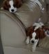 Cavalier King Charles Spaniel Puppies for sale in Fort Myers, FL, USA. price: $1,000