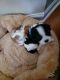 Cavalier King Charles Spaniel Puppies for sale in Greenville, SC, USA. price: $1,500