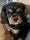Cavalier King Charles Spaniel Puppies for sale in Orleans County, VT, USA. price: $1,500