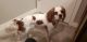Cavalier King Charles Spaniel Puppies for sale in Vancouver, WA, USA. price: $200