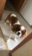 Cavalier King Charles Spaniel Puppies for sale in 2257 SE 37th Rd, Bushnell, FL 33513, USA. price: $1