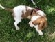 Cavalier King Charles Spaniel Puppies for sale in Clifton, NJ, USA. price: NA