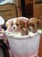 Cavalier King Charles Spaniel Puppies for sale in New York, NY 10012, USA. price: NA