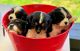 Cavalier King Charles Spaniel Puppies for sale in Nine Mile Falls, WA 99026, USA. price: $3,000