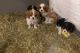 Cavalier King Charles Spaniel Puppies for sale in Washington, DC 20009, USA. price: $595