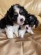 Cavalier King Charles Spaniel Puppies for sale in Rochester, MN, USA. price: $1,500