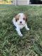 Cavalier King Charles Spaniel Puppies for sale in Mt Pleasant, IA 52641, USA. price: $2,500