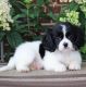 Cavalier King Charles Spaniel Puppies for sale in Olympia, WA, USA. price: $500