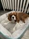 Cavalier King Charles Spaniel Puppies for sale in Englewood, NJ 07631, USA. price: $4,000